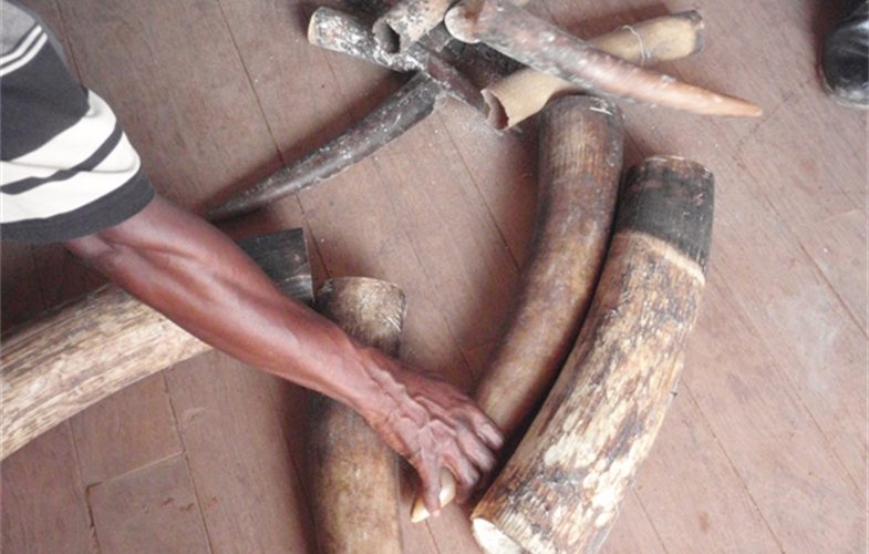 6. tusks from Congo.JPG